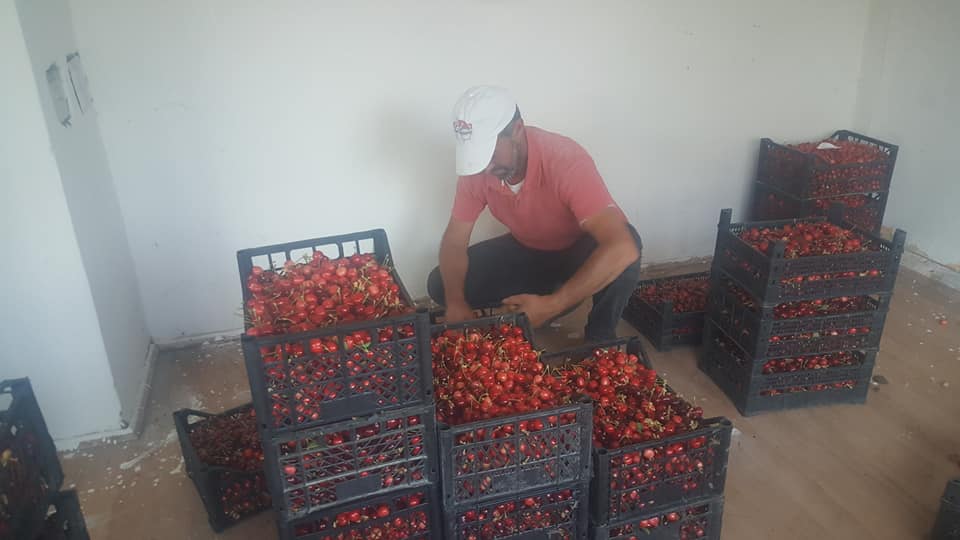 Taşova’da turfanda kiraz hasadı başladı