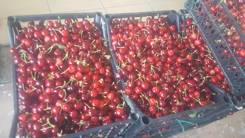 Taşova’da turfanda kiraz hasadı başladı