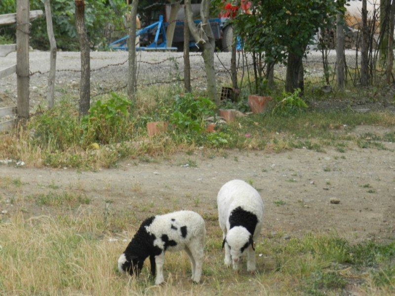 Yerkozlu köyü