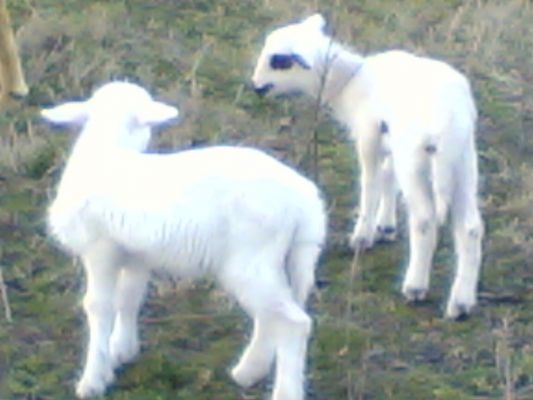 Yerkozlu köyü