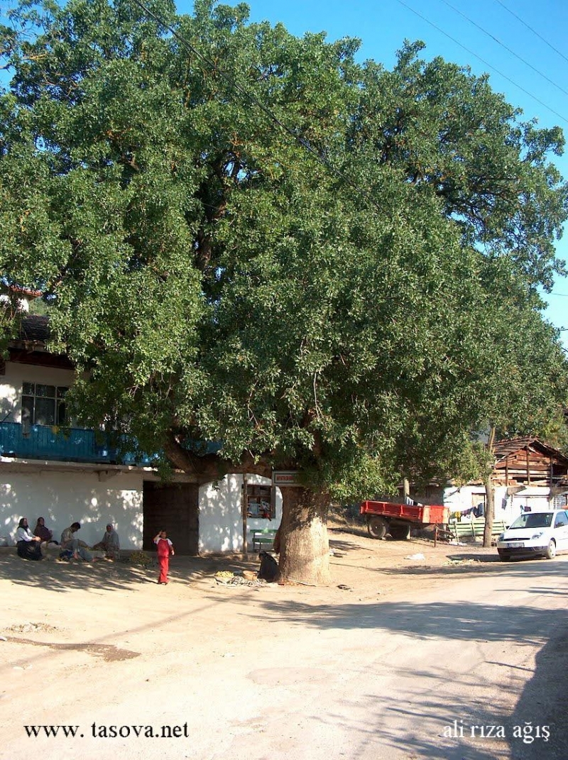Yerkozlu köyü
