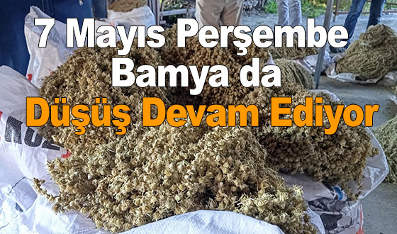 7 Mayıs Perşembe Bamya da Düşüş Devam Ediyor