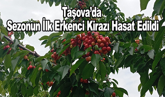 Taşova’da Sezonun İlk Erkenci Kirazı Hasat Edildi