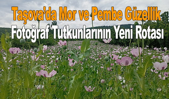 Taşova’da Mor ve Pembe Güzellik: Fotoğraf Tutkunlarının Yeni Rotası