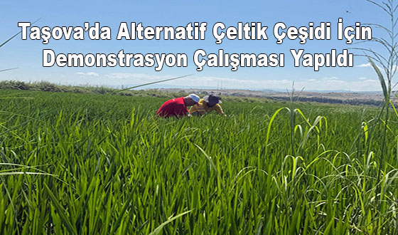 Taşova’da Alternatif Çeltik Çeşidi İçin Demonstrasyon Çalışması Yapıldı