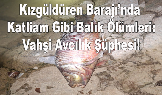 Kızgüldüren Barajı’nda Katliam Gibi Balık Ölümleri: Vahşi Avcılık Şüphesi!