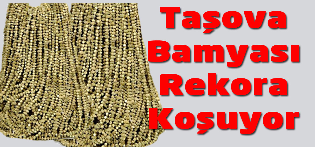 Taşova Bamyası Rekor Fiyatlara Gidiyor