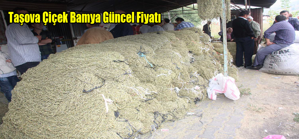 Taşova Bamyası Yükselişini Durdurdu..!