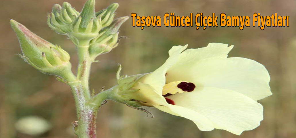 Taşova Güncel Çiçek Bamya Fiyatları