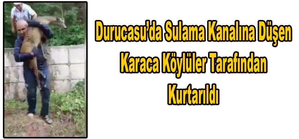 Durucasu’da Sulama Kanalına Düşen Karaca Köylüler Tarafından Kurtarıldı