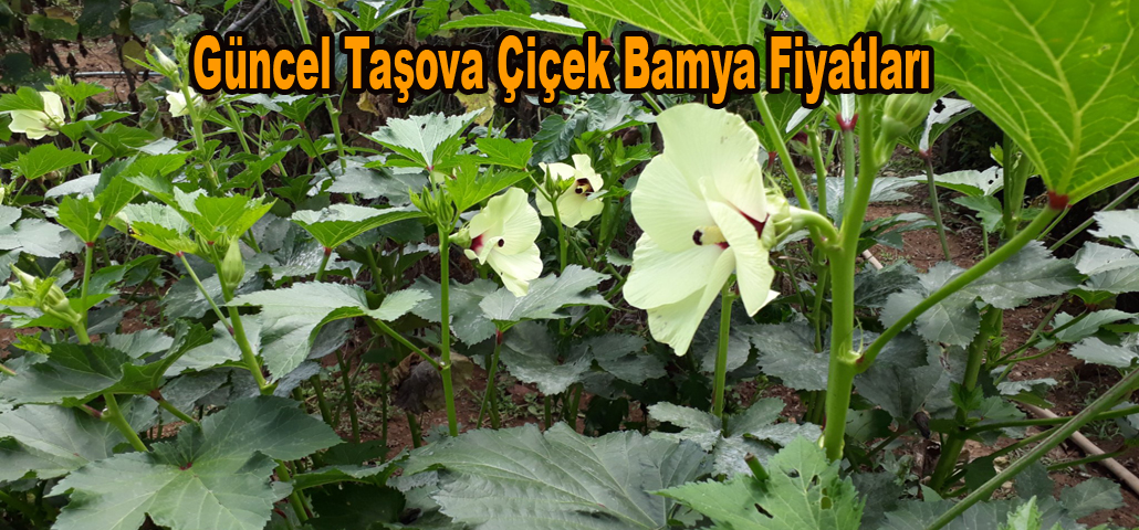 Güncel Taşova Çiçek Bamya Fiyatları