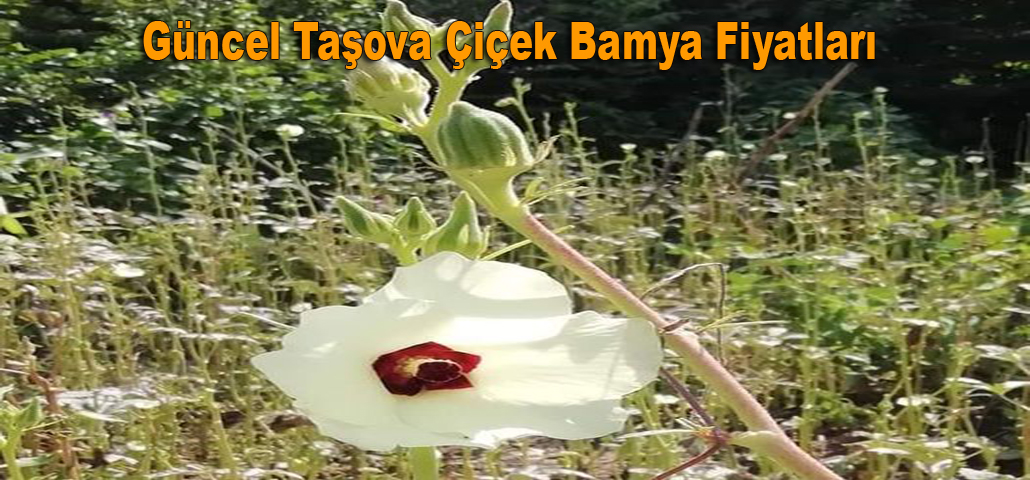  Güncel Taşova Çiçek Bamya Fiyatları