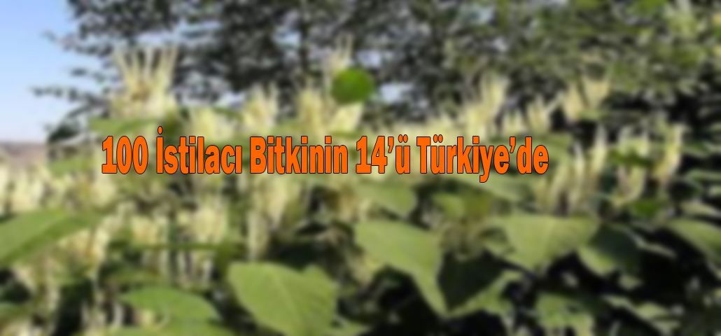 100 İstilacı Bitkinin 14’ü Türkiye’de 