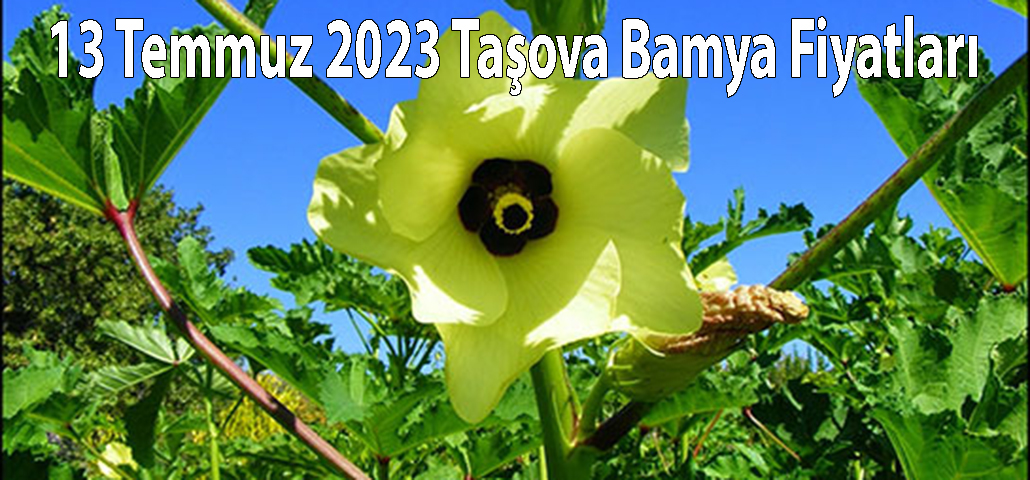 13 Temmuz 2023 Taşova Bamya Fiyatları