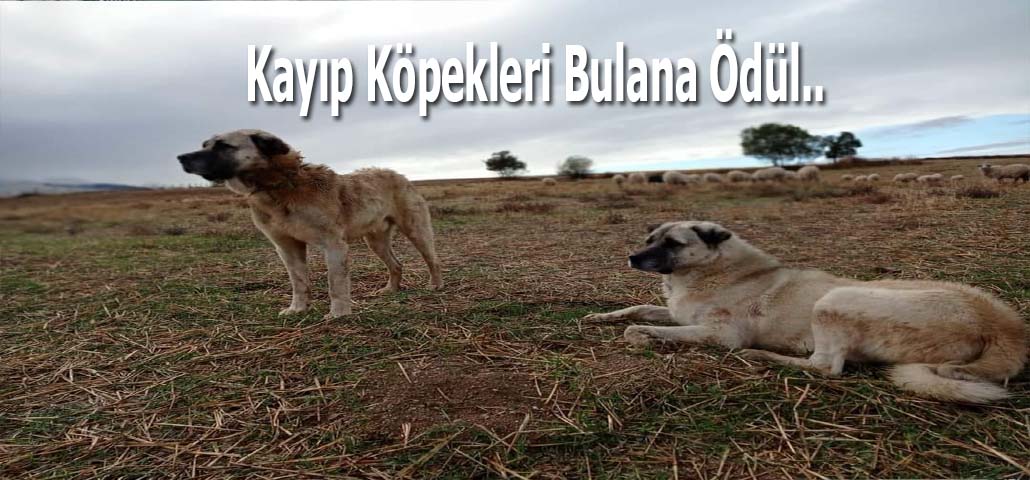 Kayıp Köpekleri Bulana Ödül..