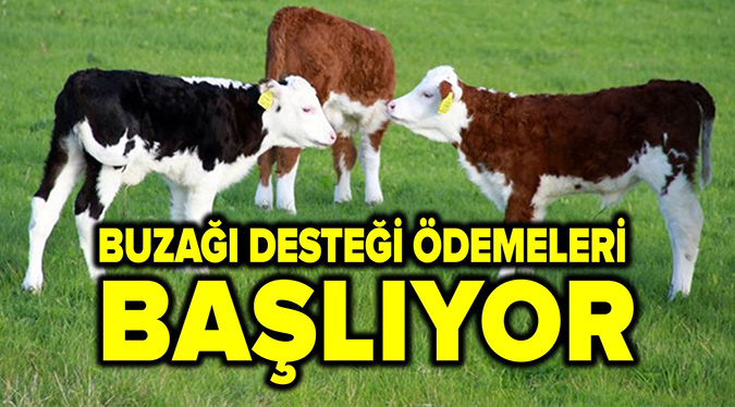 Buzağı Destek Ödemeleri Başlıyor
