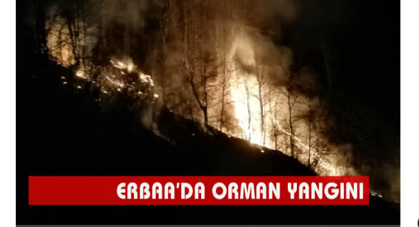 Erbaa'da Orman Yangını