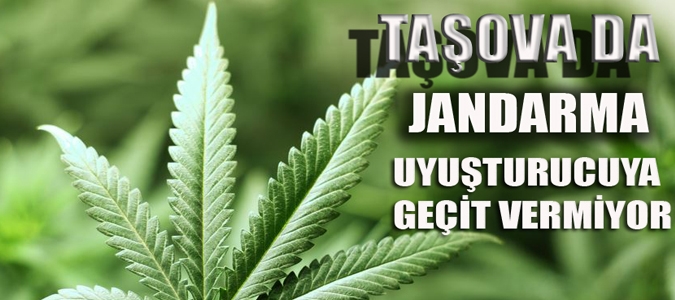 TAŞOVA DA 1412 KÖK HİNT KENEVİRİ ELE GEÇİRİLDİ
