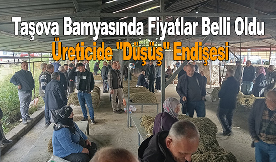 Taşova Bamyasında Fiyatlar Belli Oldu: Üreticide 