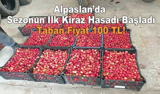 Taşova Alpaslan’da Sezonun İlk Kiraz Hasadı Başladı: Taban Fiyat 100 TL!