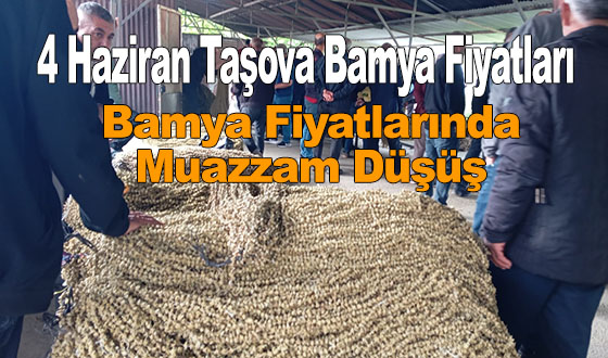 4 Haziran Taşova Bamya Fiyatları