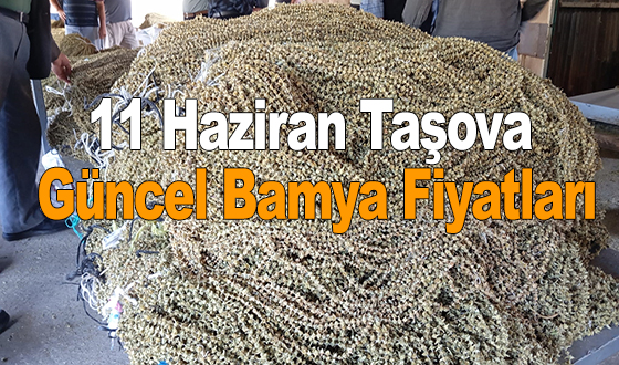 11 Haziran Taşova Bamya Fiyatları