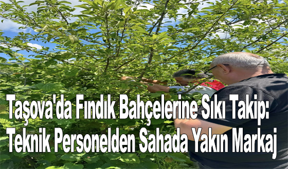 Taşova'da Fındık Bahçelerine Sıkı Takip: Teknik Personelden Sahada Yakın Markaj