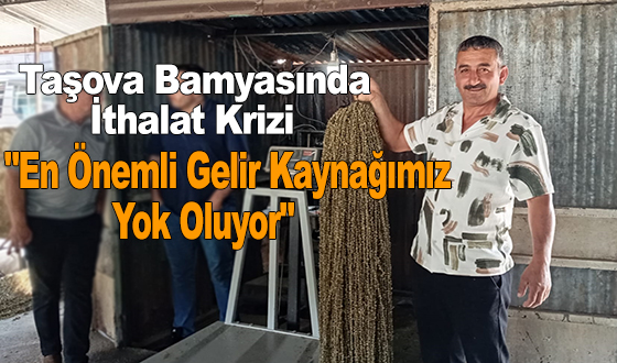 Taşova Bamyasında İthalat Krizi 