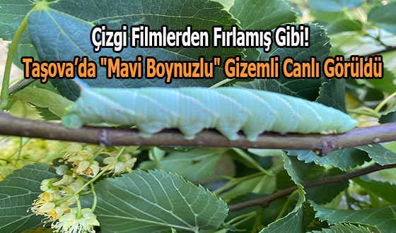 Çizgi Filmlerden Fırlamış Gibi! Taşova’da 
