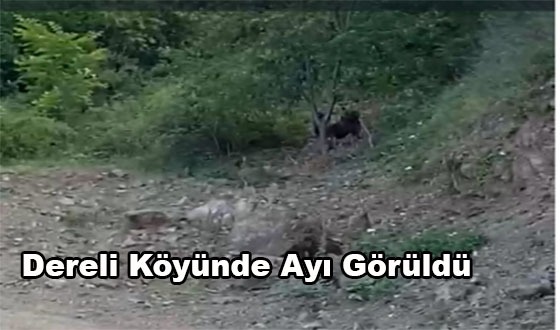 Dereli Köyünde Ayı Görüldü