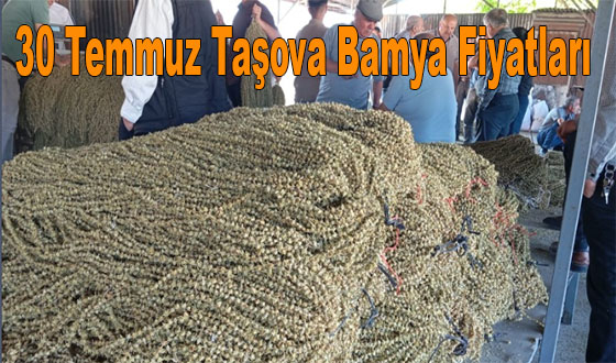 30 Temmuz Taşova Bamya Fiyatları