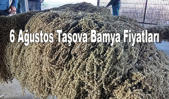 6 Ağustos Taşova Bamya Fiyatları