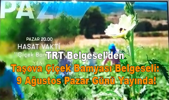 TRT Belgesel’den Taşova Çiçek Bamyası Belgeseli: 9 Ağustos Pazar Günü Yayında!