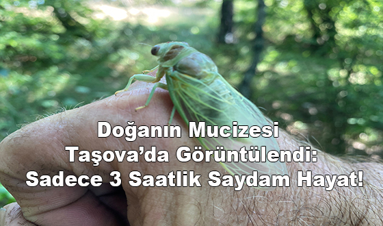 Doğanın Mucizesi Taşova’da Görüntülendi: Sadece 3 Saatlik Saydam Hayat!