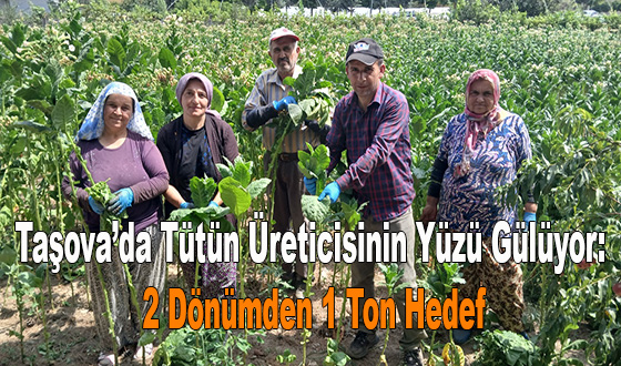 Taşova’da Tütün Üreticisinin Yüzü Gülüyor: 2 Dönümden 1 Ton Hedef