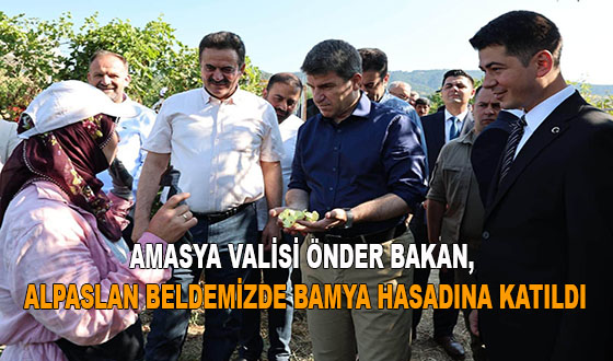 AMASYA VALİSİ ÖNDER BAKAN, ALPASLAN BELDEMİZDE BAMYA HASADINA KATILDI