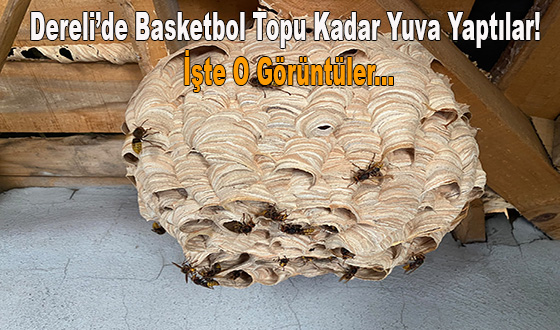 Dereli’de Basketbol Topu Kadar Yuva Yaptılar! İşte O Görüntüler...