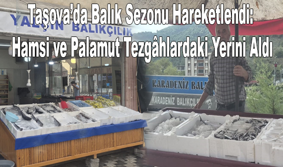 Taşova’da Balık Sezonu Hareketlendi: Hamsi ve Palamut Tezgâhlardaki Yerini Aldı