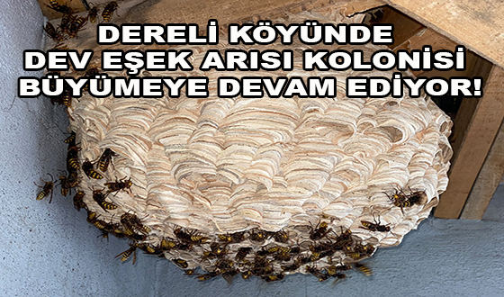 DERELİ KÖYÜNDE DEV EŞEK ARISI KOLONİSİ BÜYÜMEYE DEVAM EDİYOR!