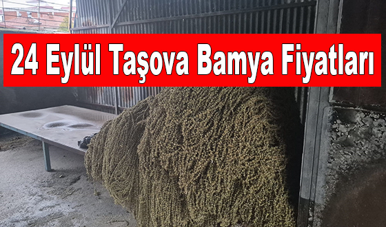 24 Eylül Taşova Bamya Fiyatları