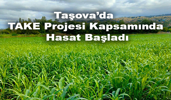 Taşova’da TAKE Projesi Kapsamında Hasat Başladı