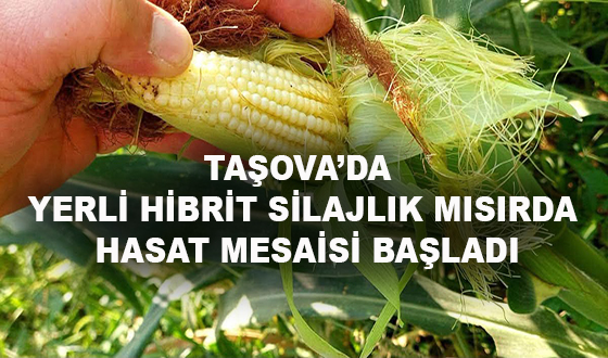 TAŞOVA’DA YERLİ HİBRİT SİLAJLIK MISIRDA HASAT MESAİSİ BAŞLADI