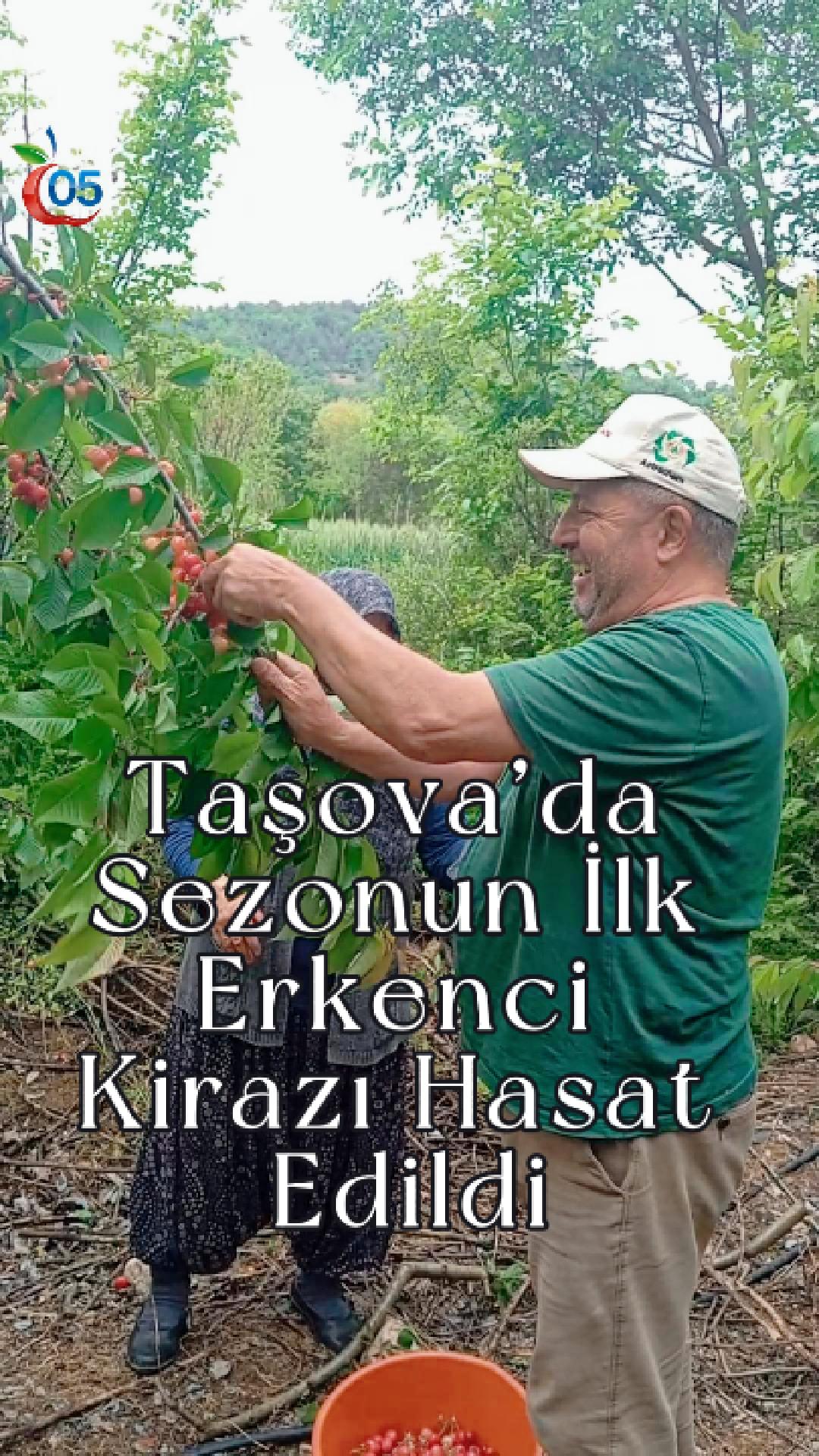 Taşova’da Sezonun İlk Erkenci Kirazı Hasat Edildi