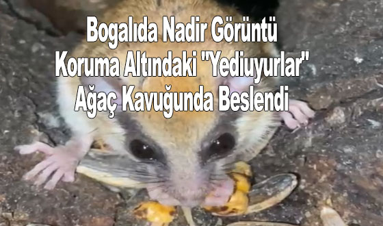 Yediuyurlar Boğalıda Görüntülendi