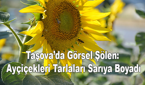 AYÇEKİRDEKLERİ GÖRSEL ŞÖLEN OLUŞTURMAYA BAŞLADI #taşova