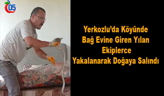 Yerkozlu Köyünde Bağ Evine Giren Yılan Ekipler TarafındanYakalandı #Taşova #yılan #orman