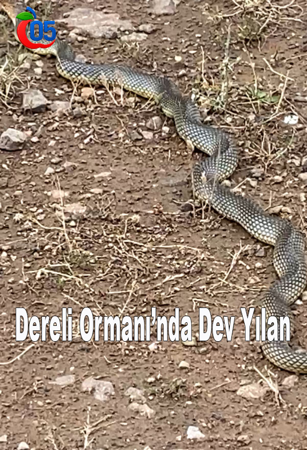 Dereli Ormanı’nda Dev Yılan