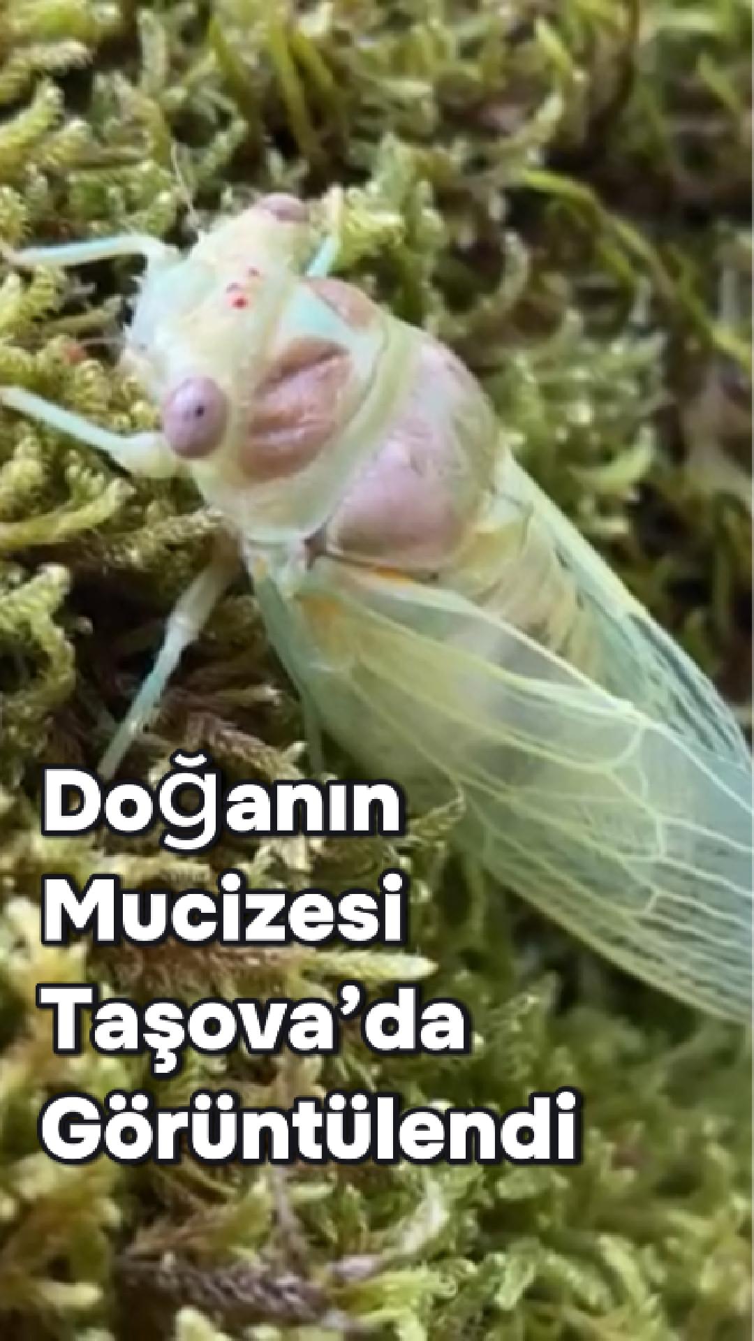 Doğanın Mucizesi Taşova’da Görüntülendi