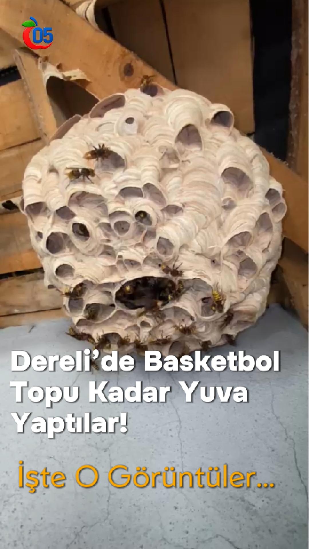 Dereli’de Basketbol Topu Kadar Yuva Yaptılar! İşte O Görüntüler...