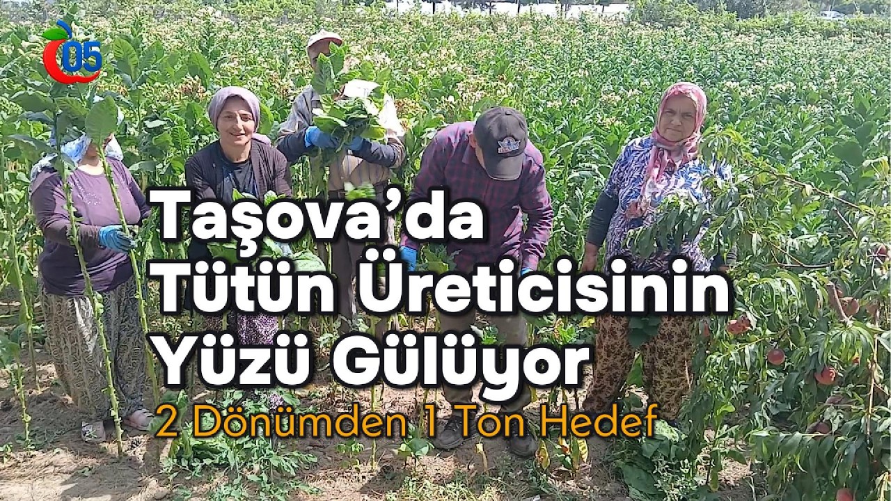 Taşova’da Tütün Üreticisinin Yüzü Gülüyor 2 Dönüm